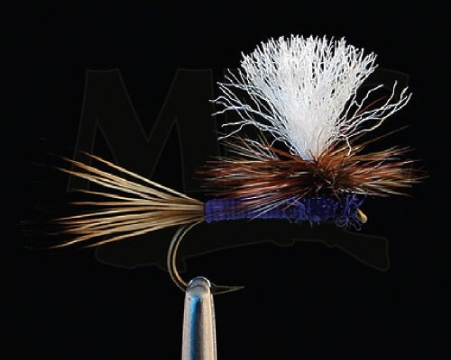 Carlson&