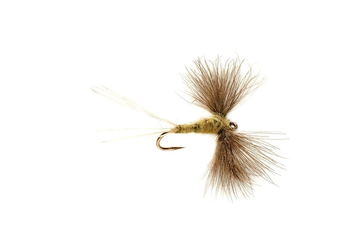 Olive Spinner CdC - Flies - Fly Fish Food