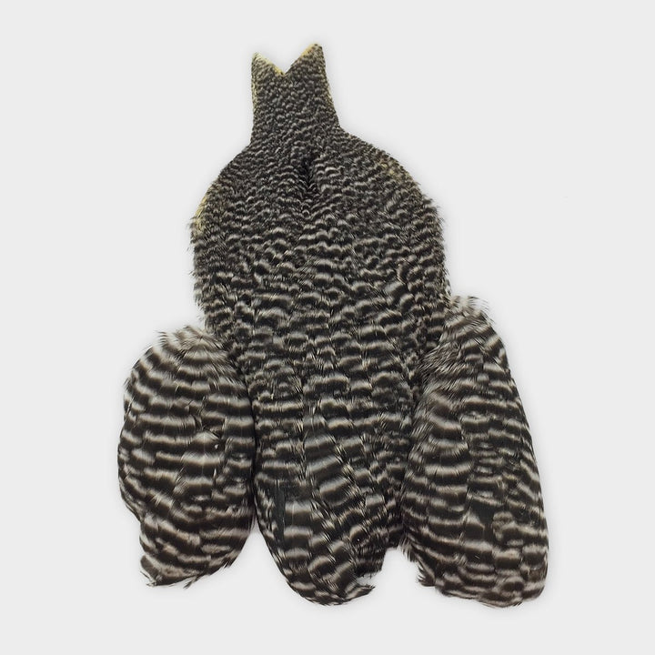 Whiting Winger Cape - Hackle - Fly Fish Food