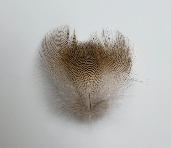 Select Lemon Wood Duck Flank - Feathers &amp; Marabou - Fly Fish Food