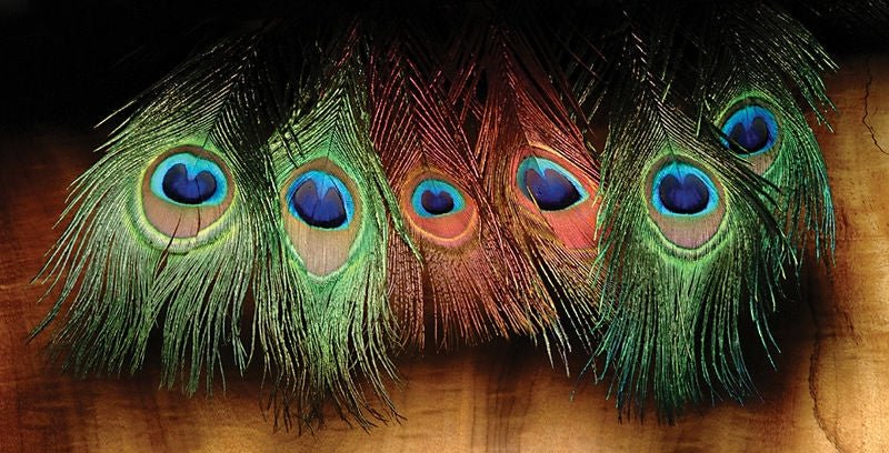 Hareline Dyed Peacock Eye Sticks - Feathers & Marabou - Fly Fish Food