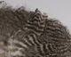 Grizzly Soft Hackle Marabou Patch - Feathers & Marabou - Fly Fish Food