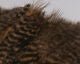 Grizzly Soft Hackle Marabou Patch - Feathers &amp; Marabou - Fly Fish Food