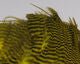 Grizzly Soft Hackle Marabou Patch - Feathers & Marabou - Fly Fish Food