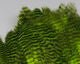 Grizzly Soft Hackle Marabou Patch - Feathers & Marabou - Fly Fish Food