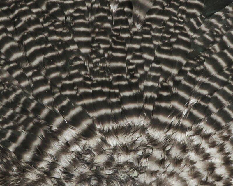 Hareline - Hen Saddle - Hackle - Fly Fish Food