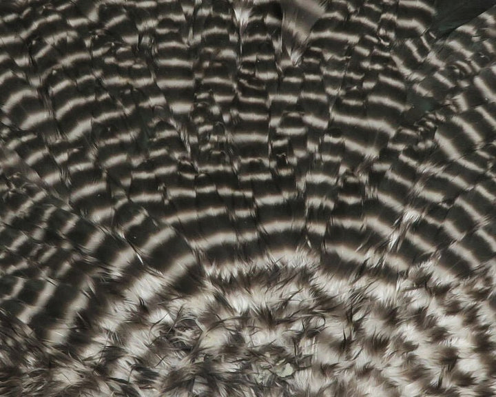 Hareline - Hen Saddle - Hackle - Fly Fish Food
