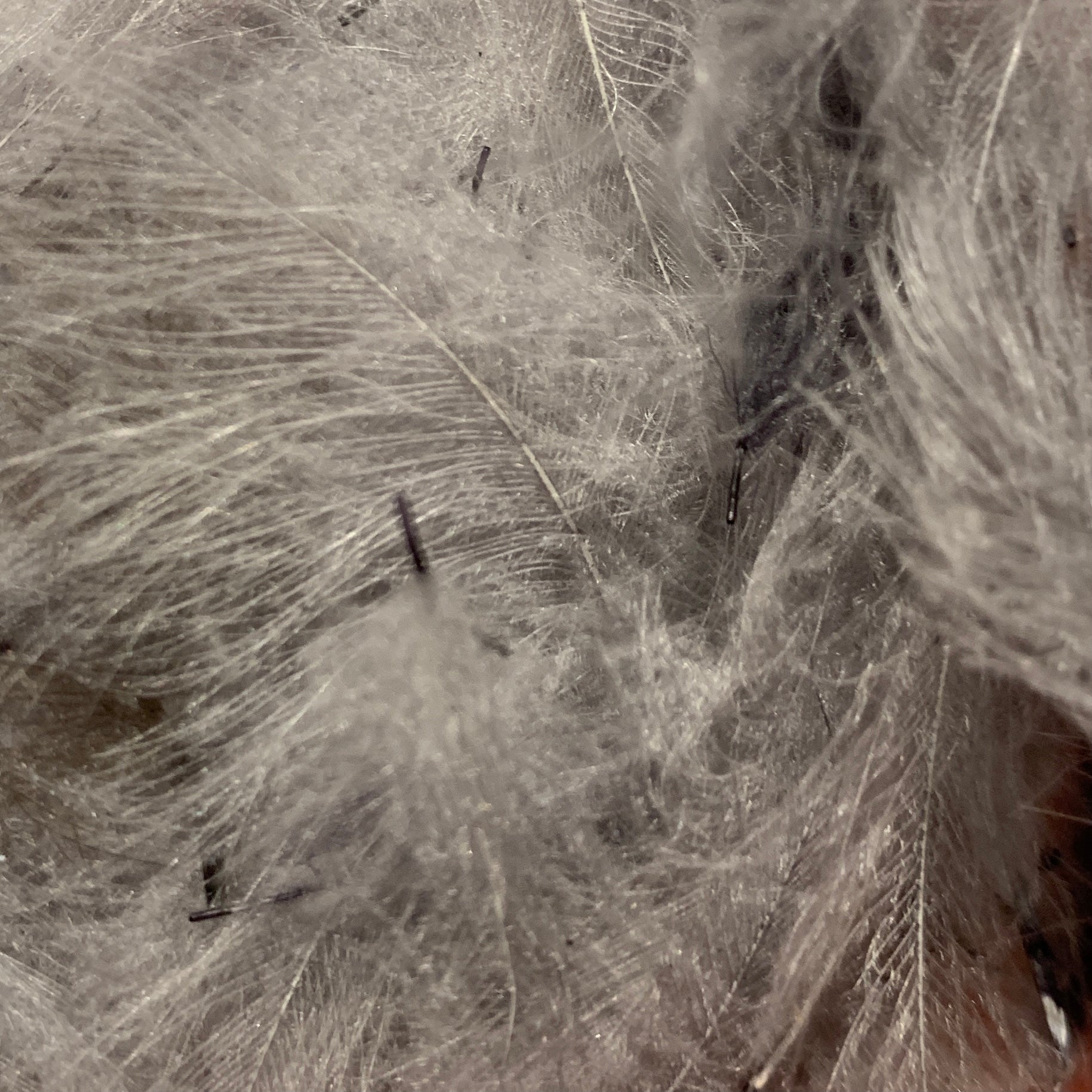 Swiss CDC 100% Natural Dyed Grade - Feathers & Marabou - Fly Fish Food