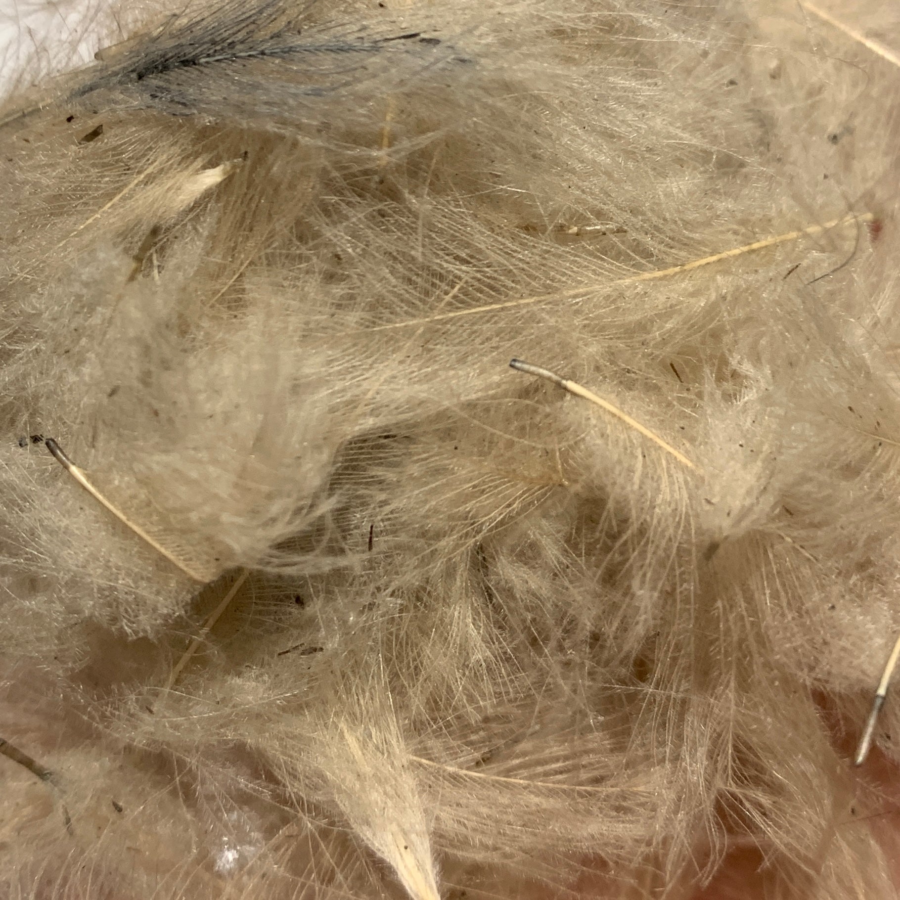 Swiss CDC 100% Natural Dyed Grade - Feathers & Marabou - Fly Fish Food
