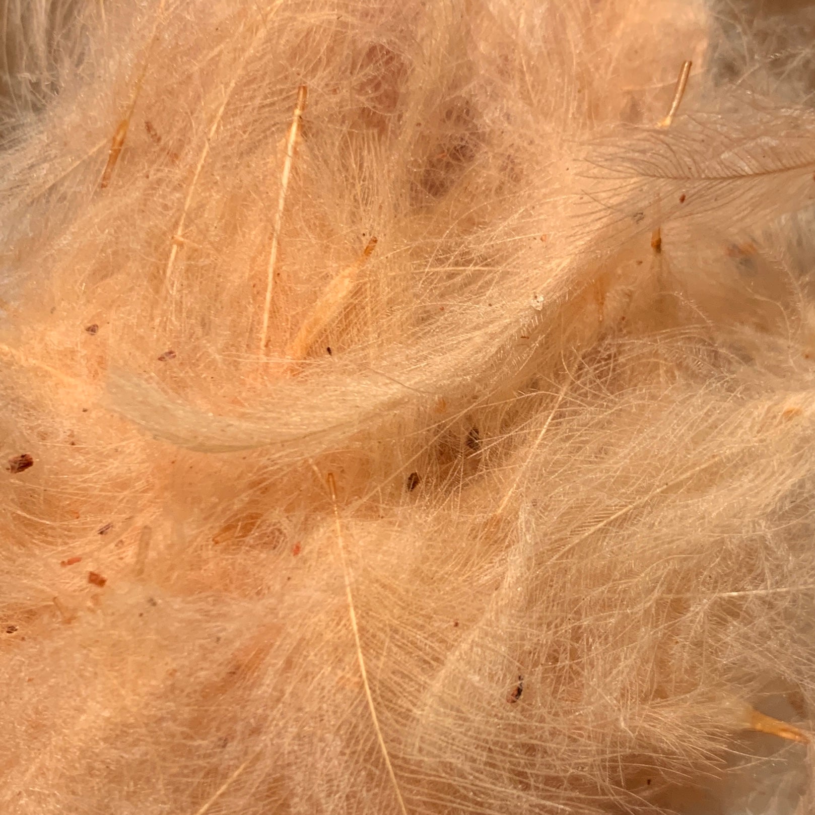Swiss CDC 100% Natural Dyed Grade - Feathers & Marabou - Fly Fish Food