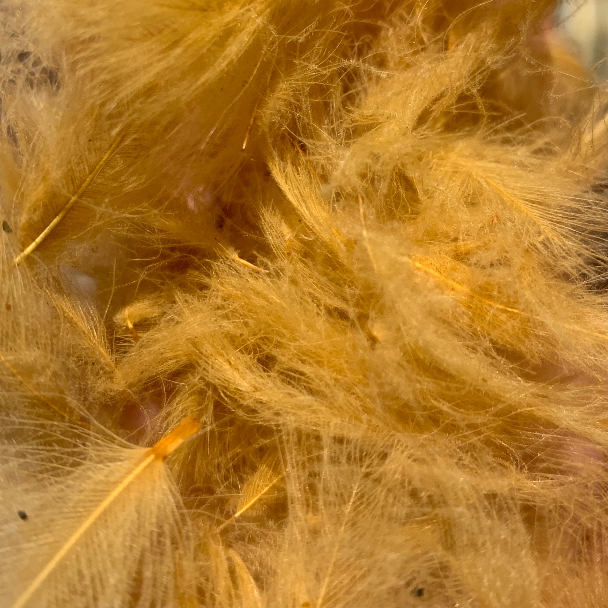 Swiss CDC 100% Natural Dyed Grade - Feathers & Marabou - Fly Fish Food