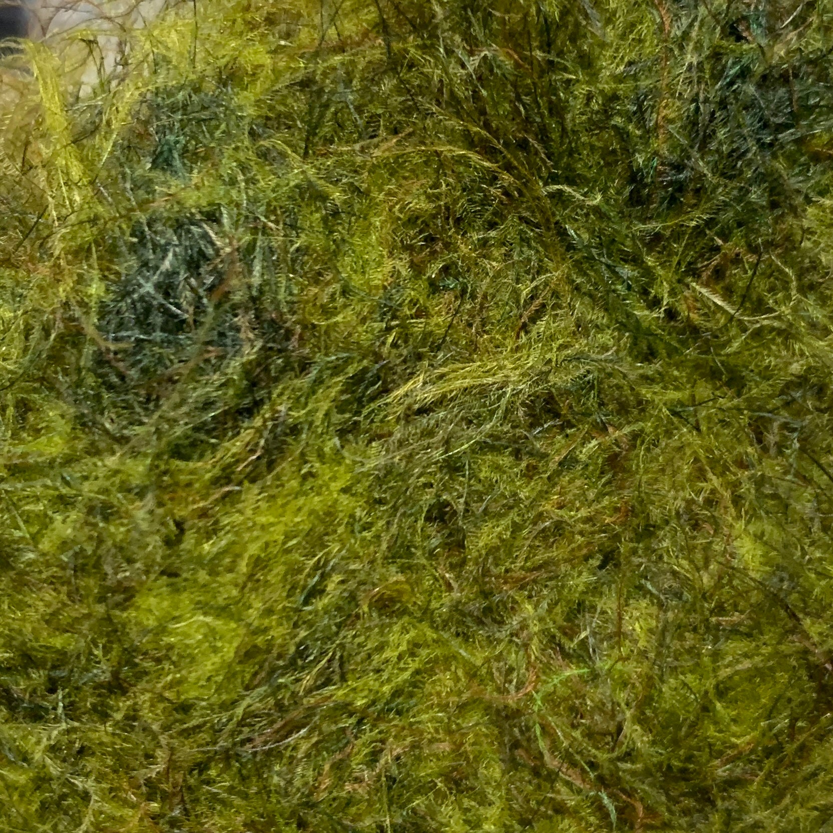 TroutHunter CDC Dubbing - Dubbing - Fly Fish Food