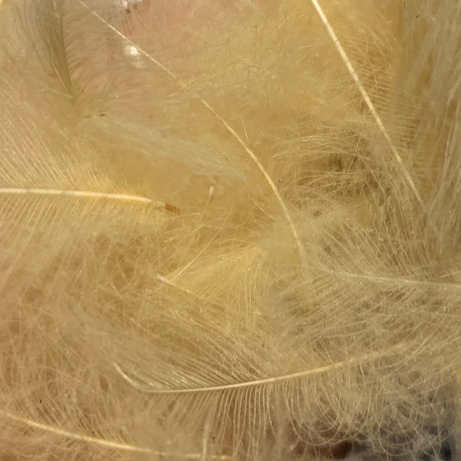 TroutHunter Premium CDC - Feathers & Marabou - Fly Fish Food