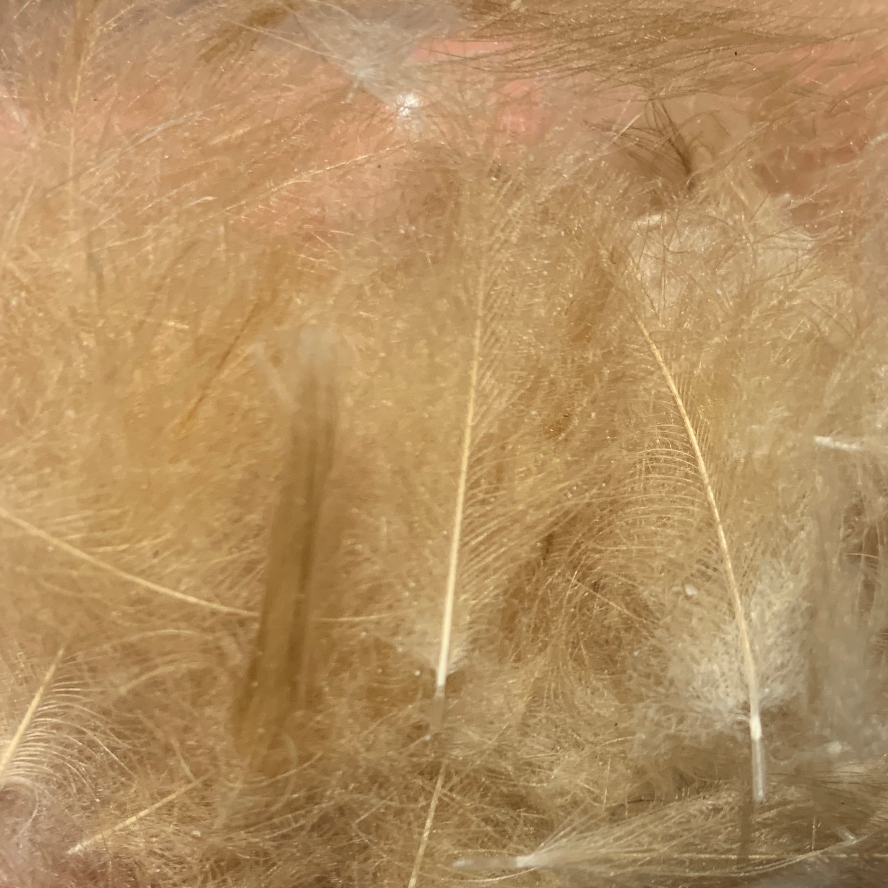 TroutHunter Premium CDC - Feathers & Marabou - Fly Fish Food