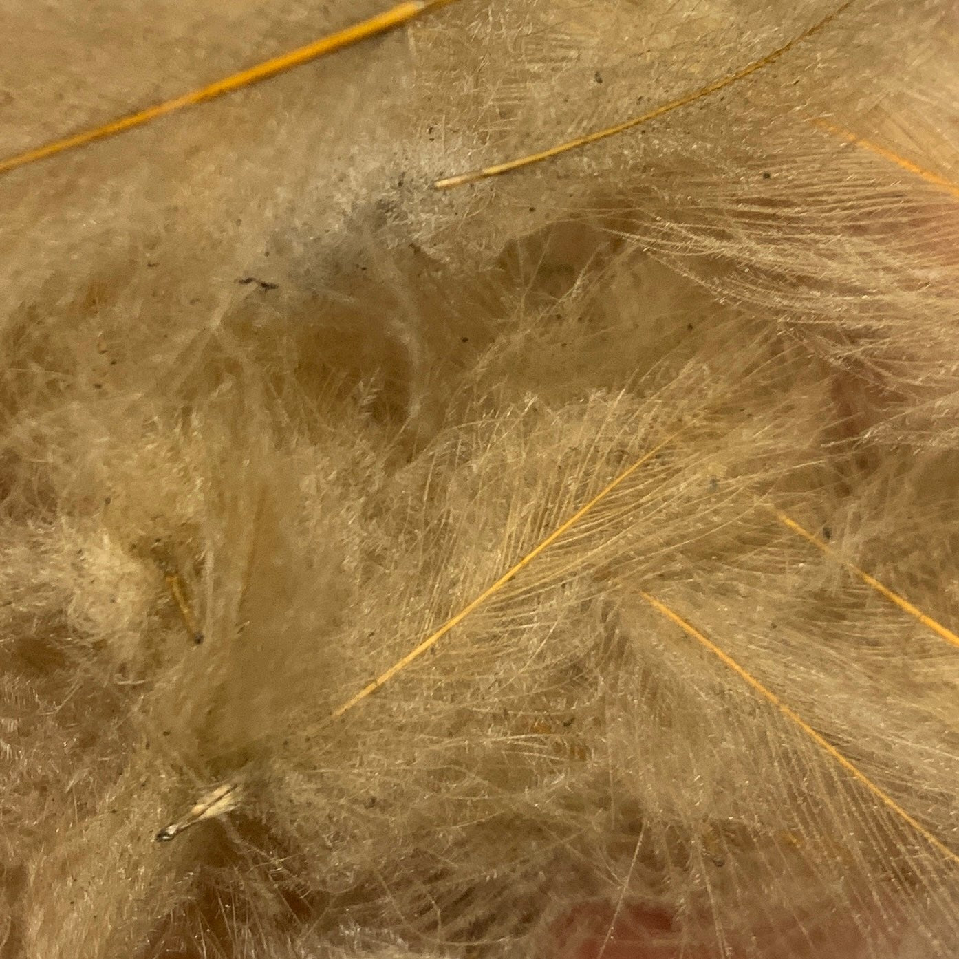 TroutHunter Premium CDC - Feathers & Marabou - Fly Fish Food