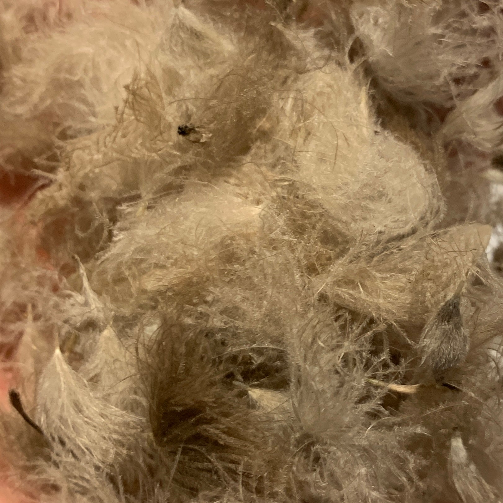 Swiss CDC Puffs - Feathers & Marabou - Fly Fish Food
