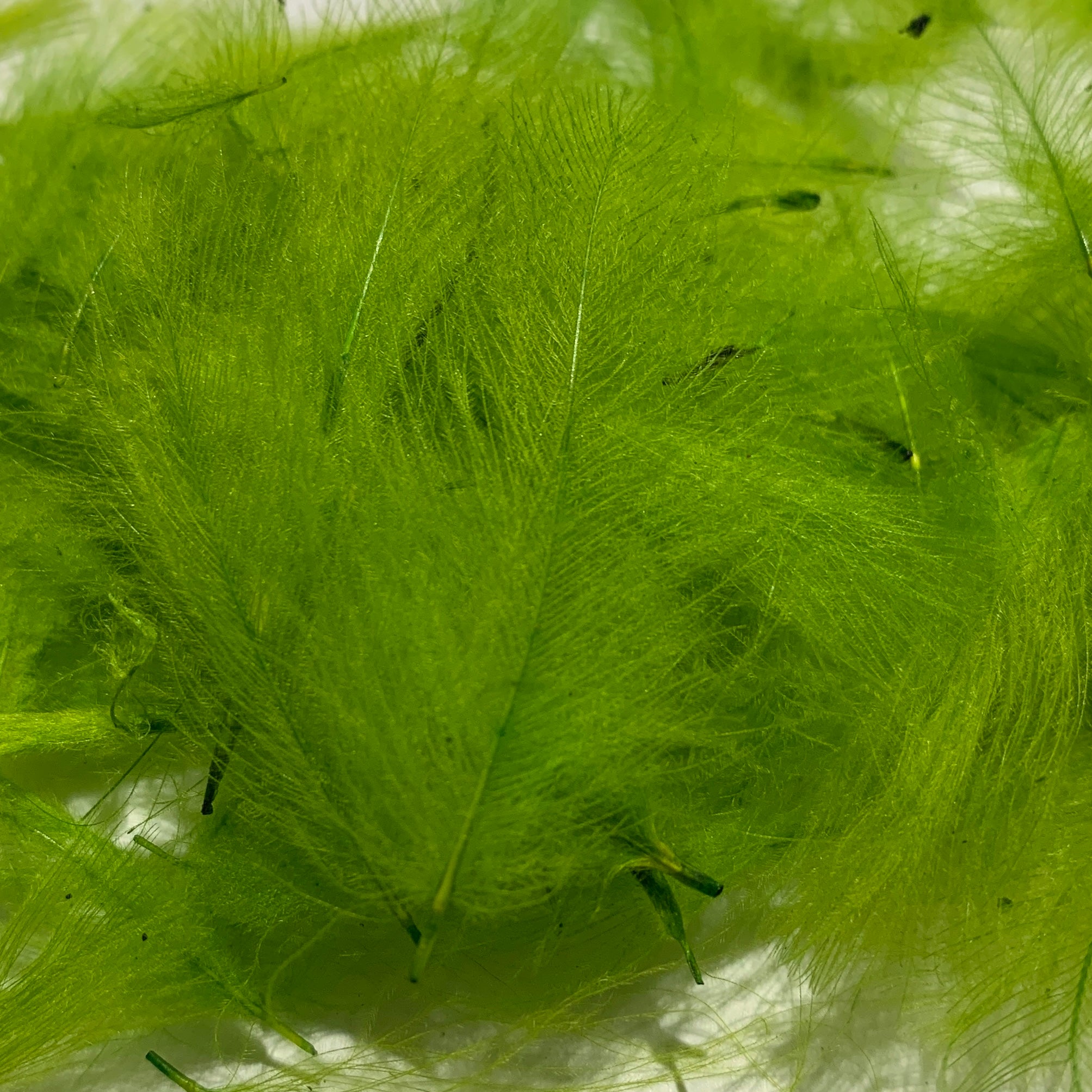 Swiss CDC Standard Grade - Feathers & Marabou - Fly Fish Food