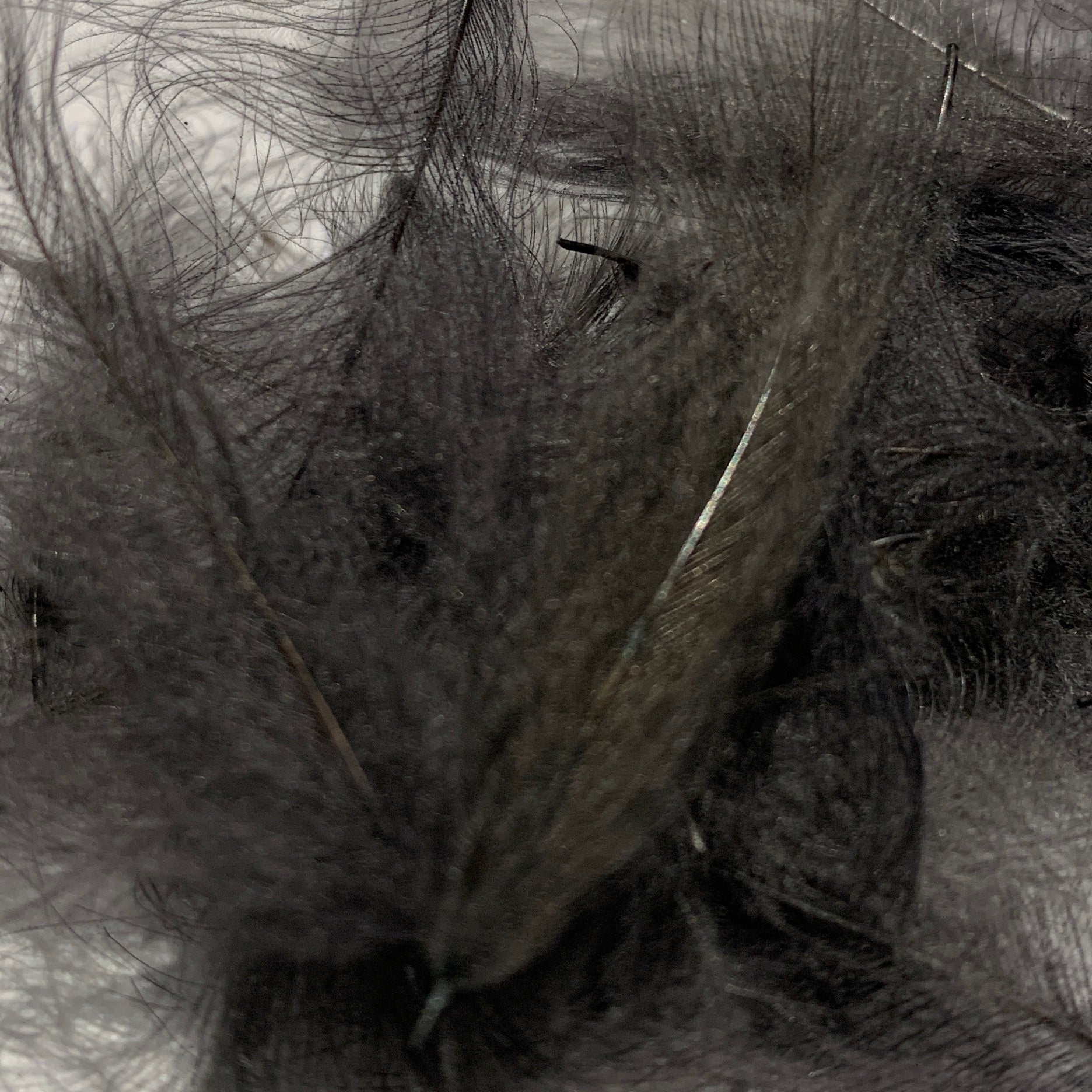 Swiss CDC Standard Grade - Feathers & Marabou - Fly Fish Food