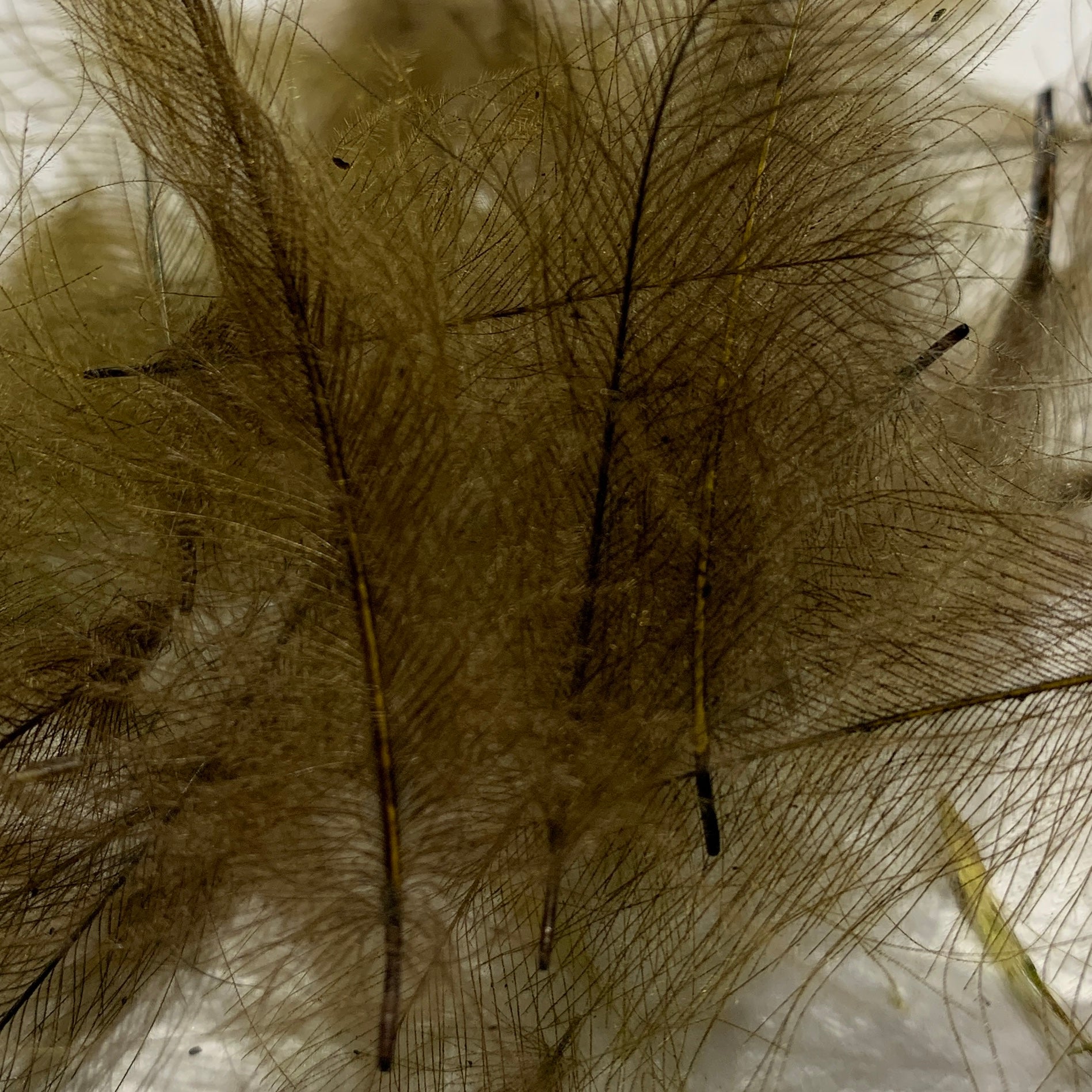 Swiss CDC Standard Grade - Feathers & Marabou - Fly Fish Food