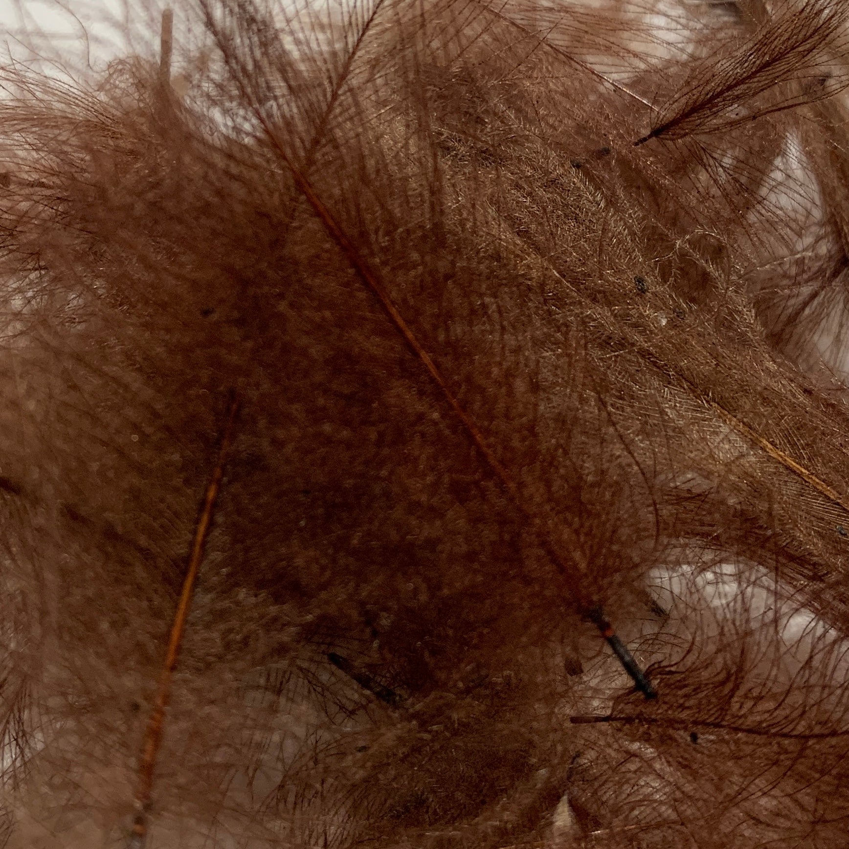 Swiss CDC Standard Grade - Feathers & Marabou - Fly Fish Food
