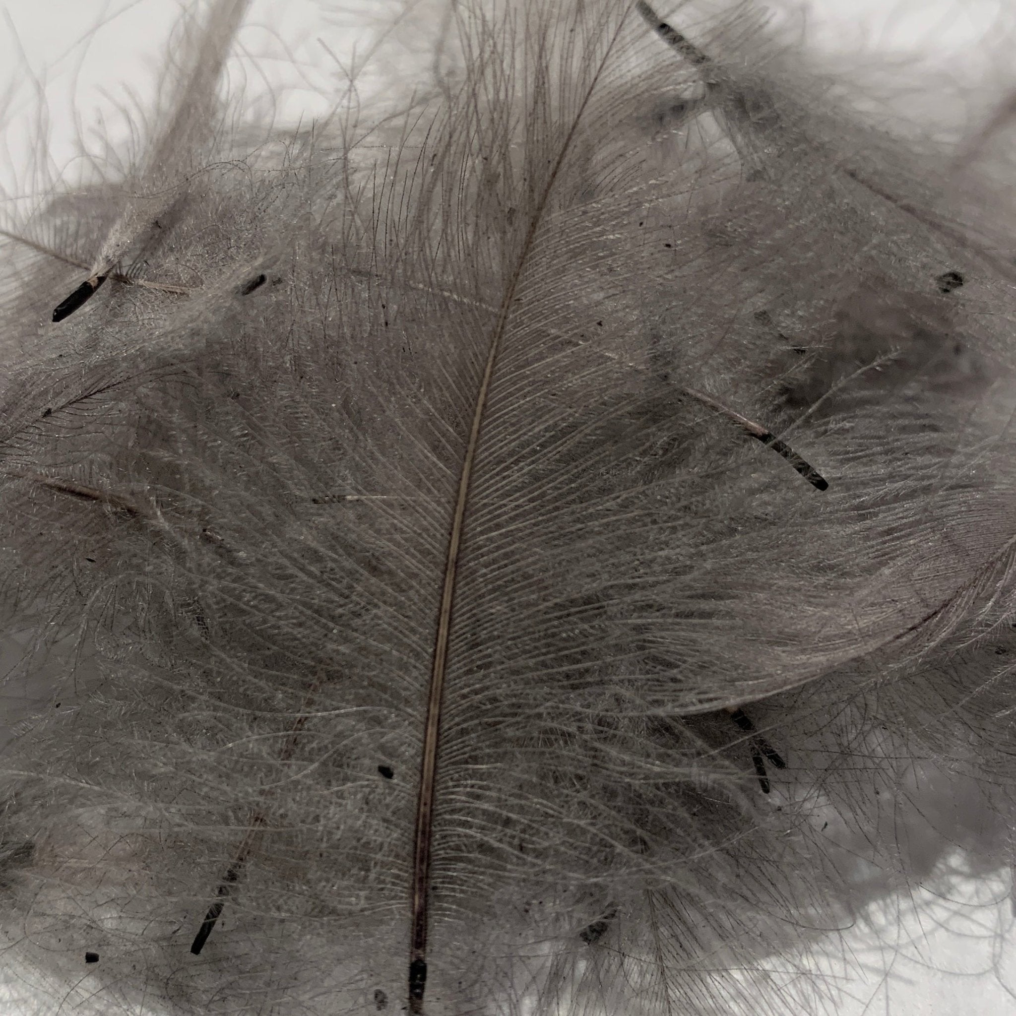 Swiss CDC Standard Grade - Feathers & Marabou - Fly Fish Food