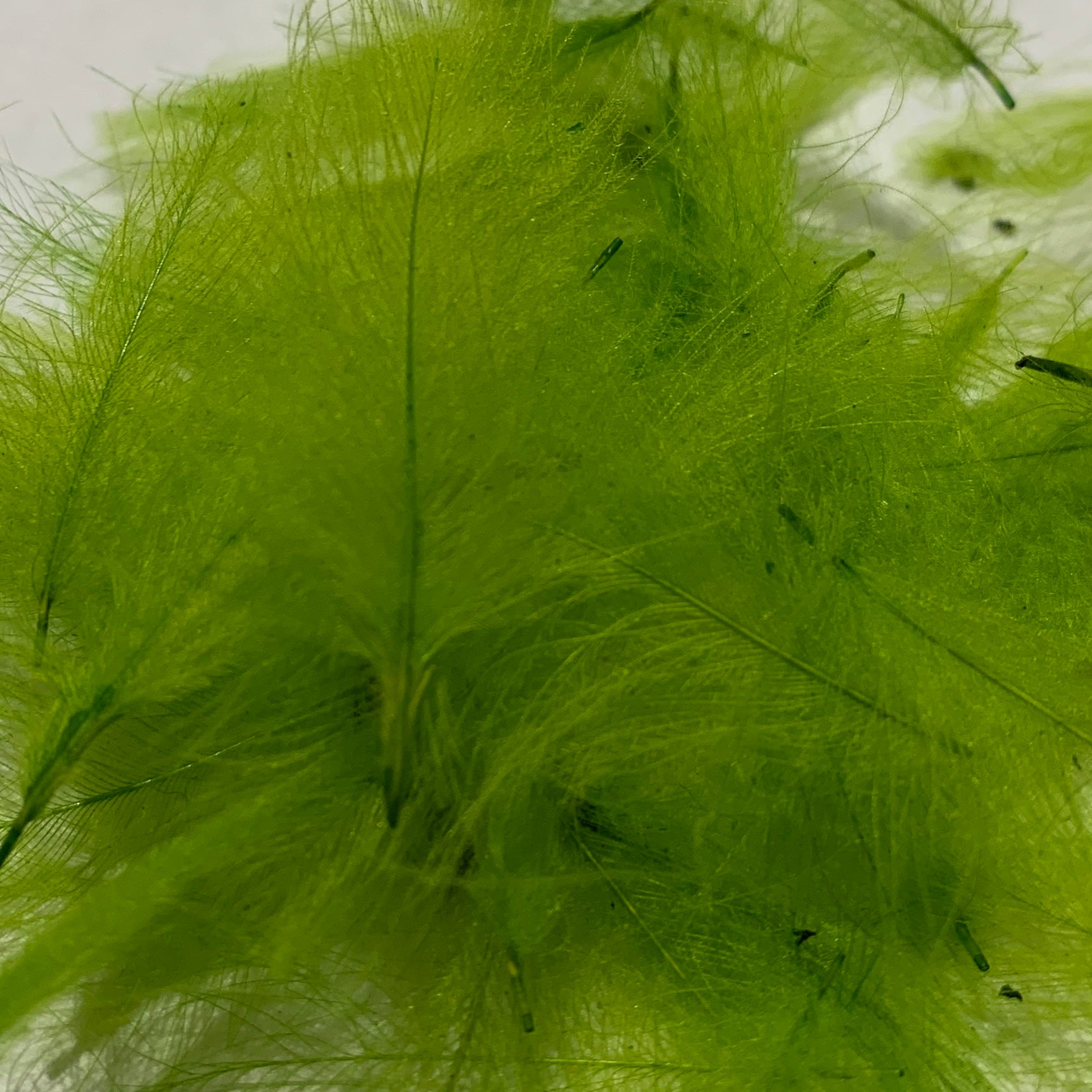 Swiss CDC Standard Grade - Feathers & Marabou - Fly Fish Food