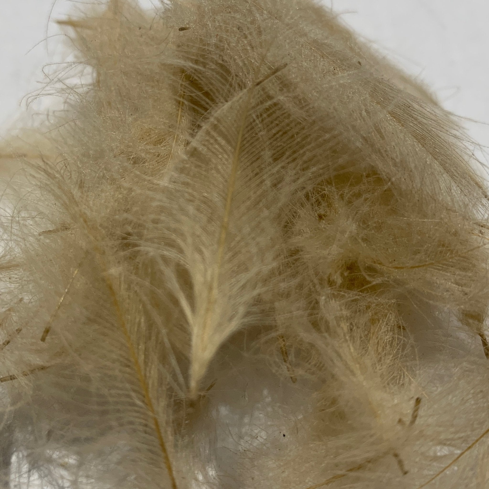 Swiss CDC Standard Grade - Feathers & Marabou - Fly Fish Food