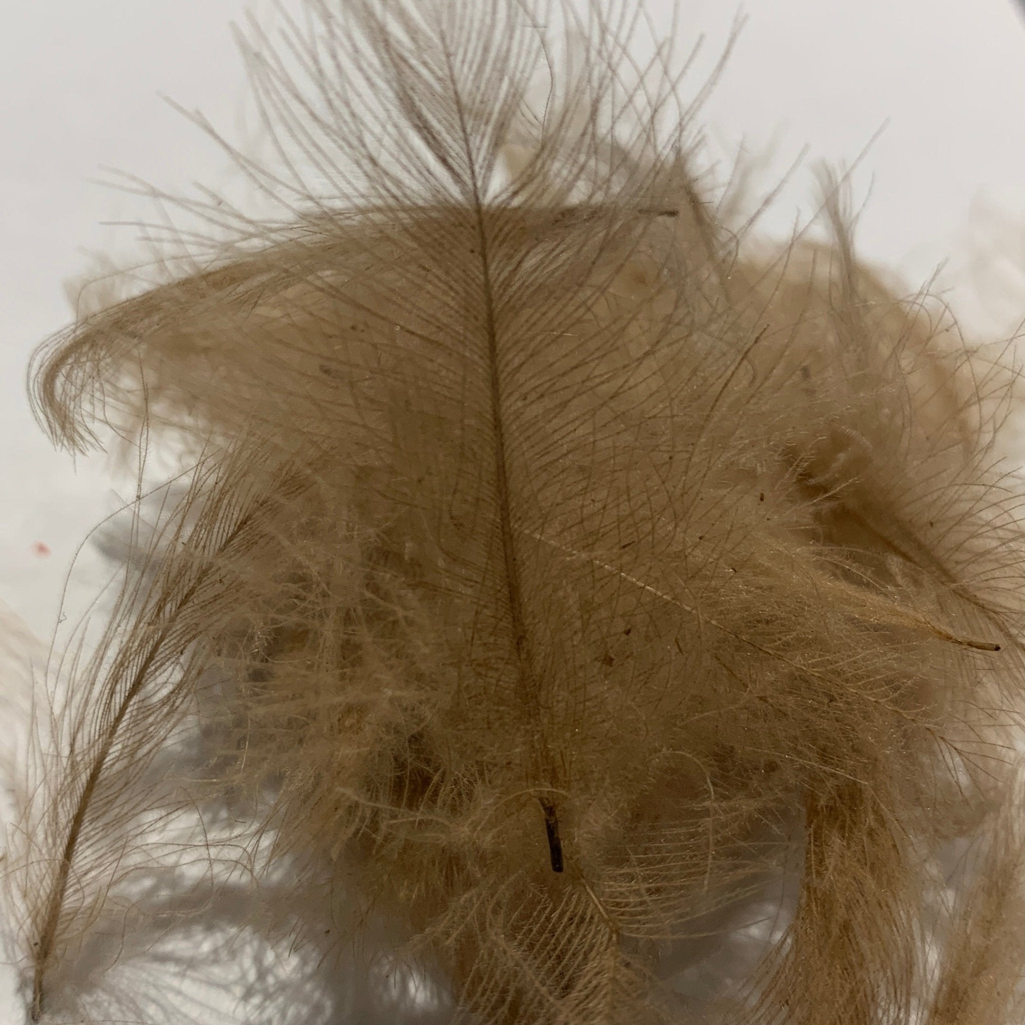 Swiss CDC Standard Grade - Feathers & Marabou - Fly Fish Food