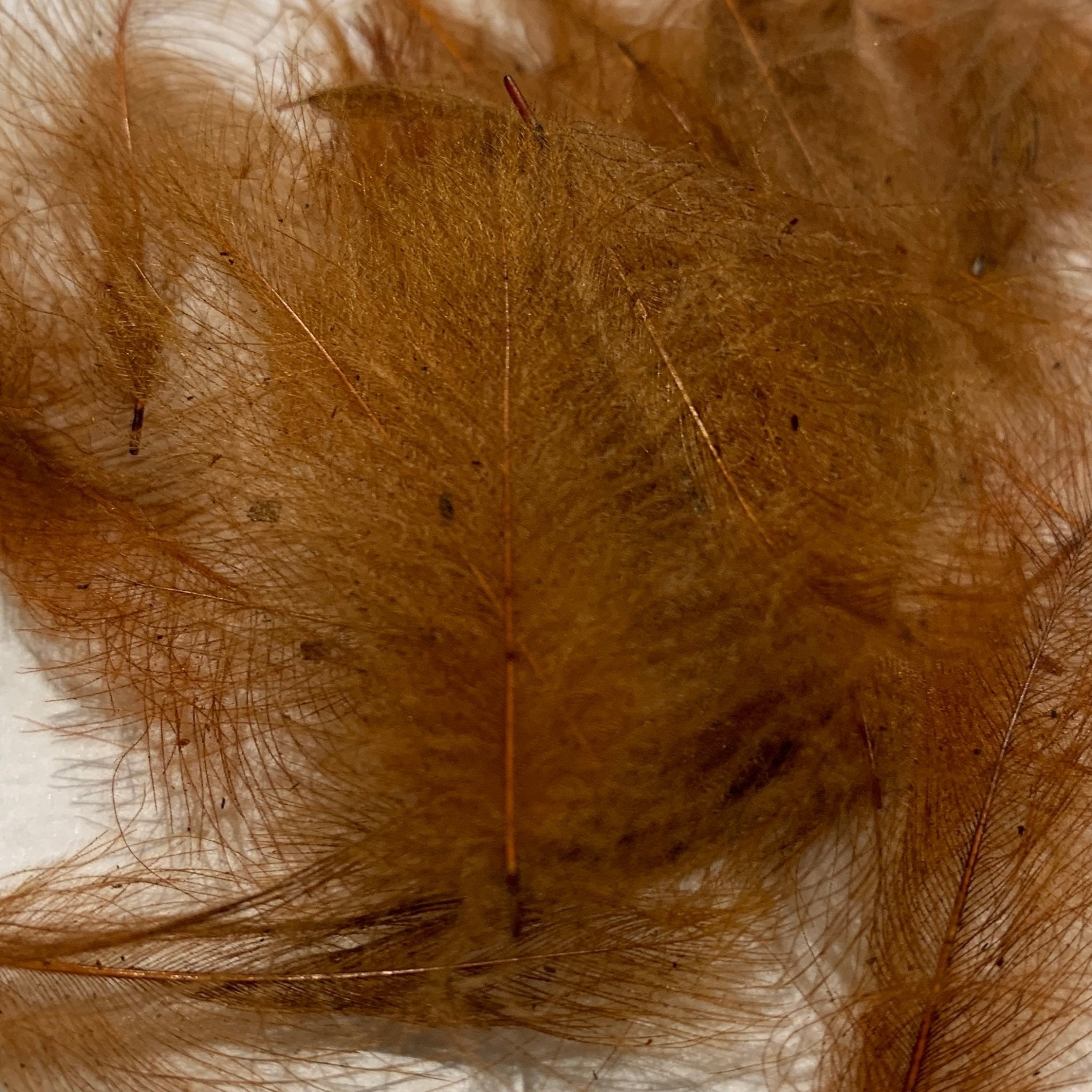 Swiss CDC Standard Grade - Feathers & Marabou - Fly Fish Food