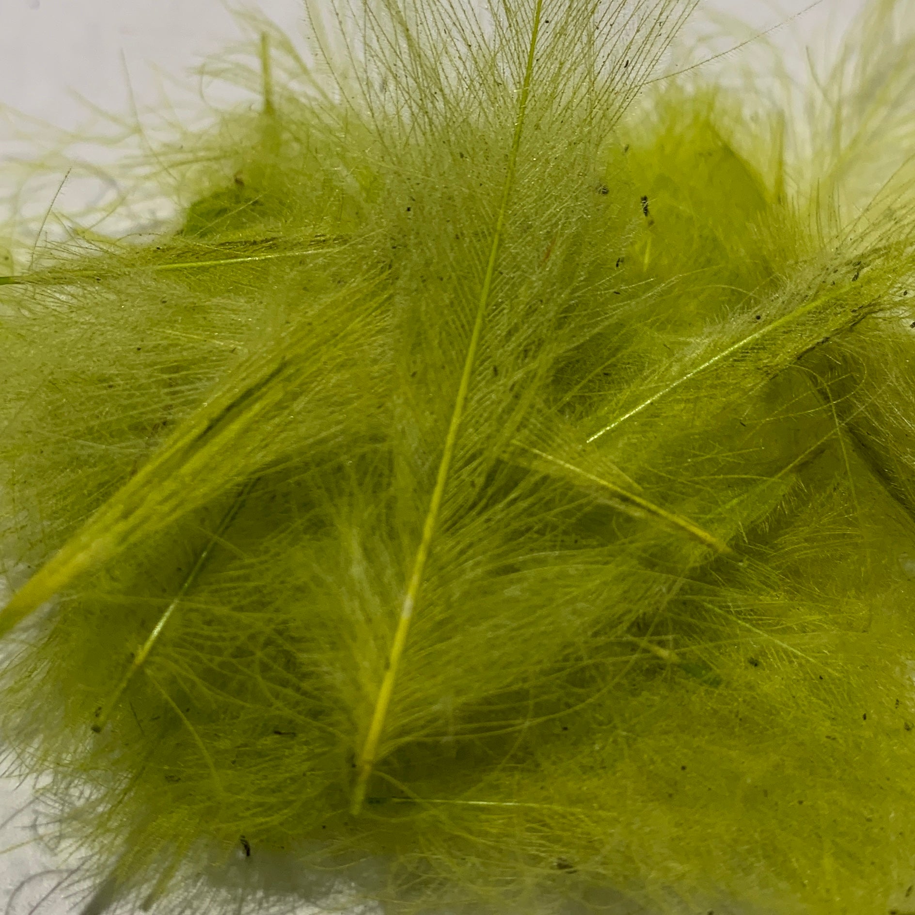 Swiss CDC Standard Grade - Feathers & Marabou - Fly Fish Food