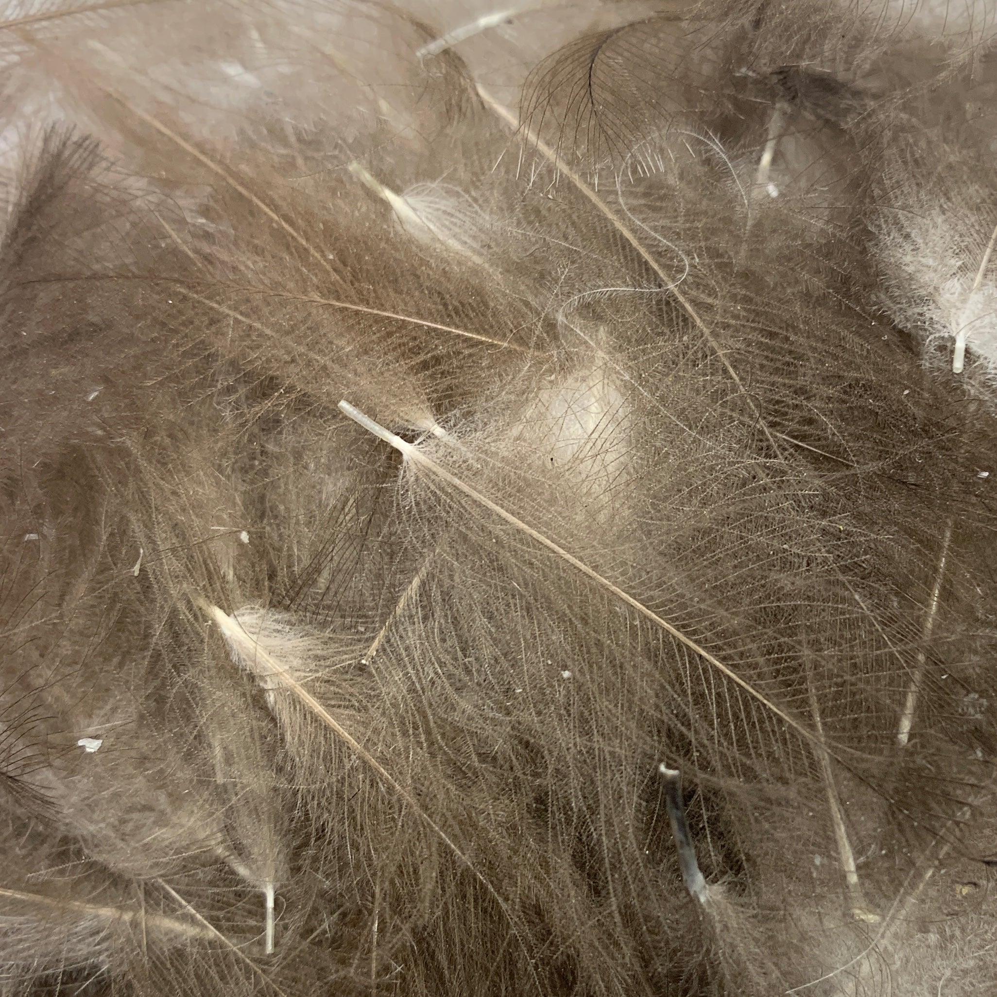 Swiss CDC Super Select Grade - Feathers & Marabou - Fly Fish Food