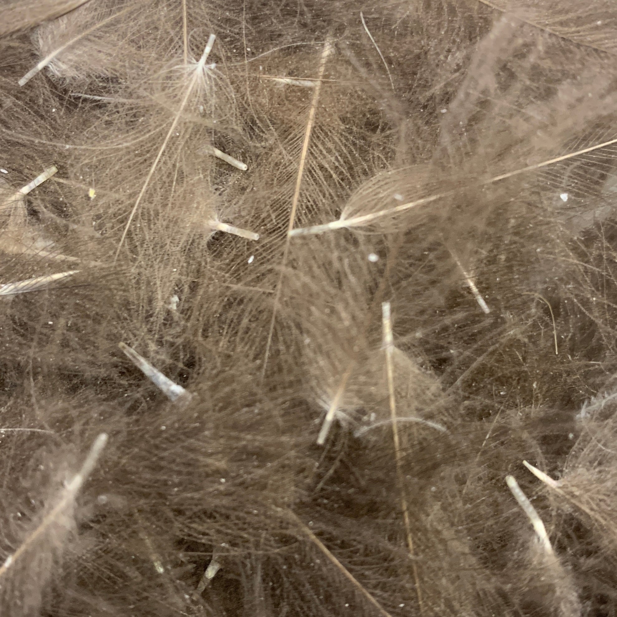 Swiss CDC Super Select Grade - Feathers & Marabou - Fly Fish Food