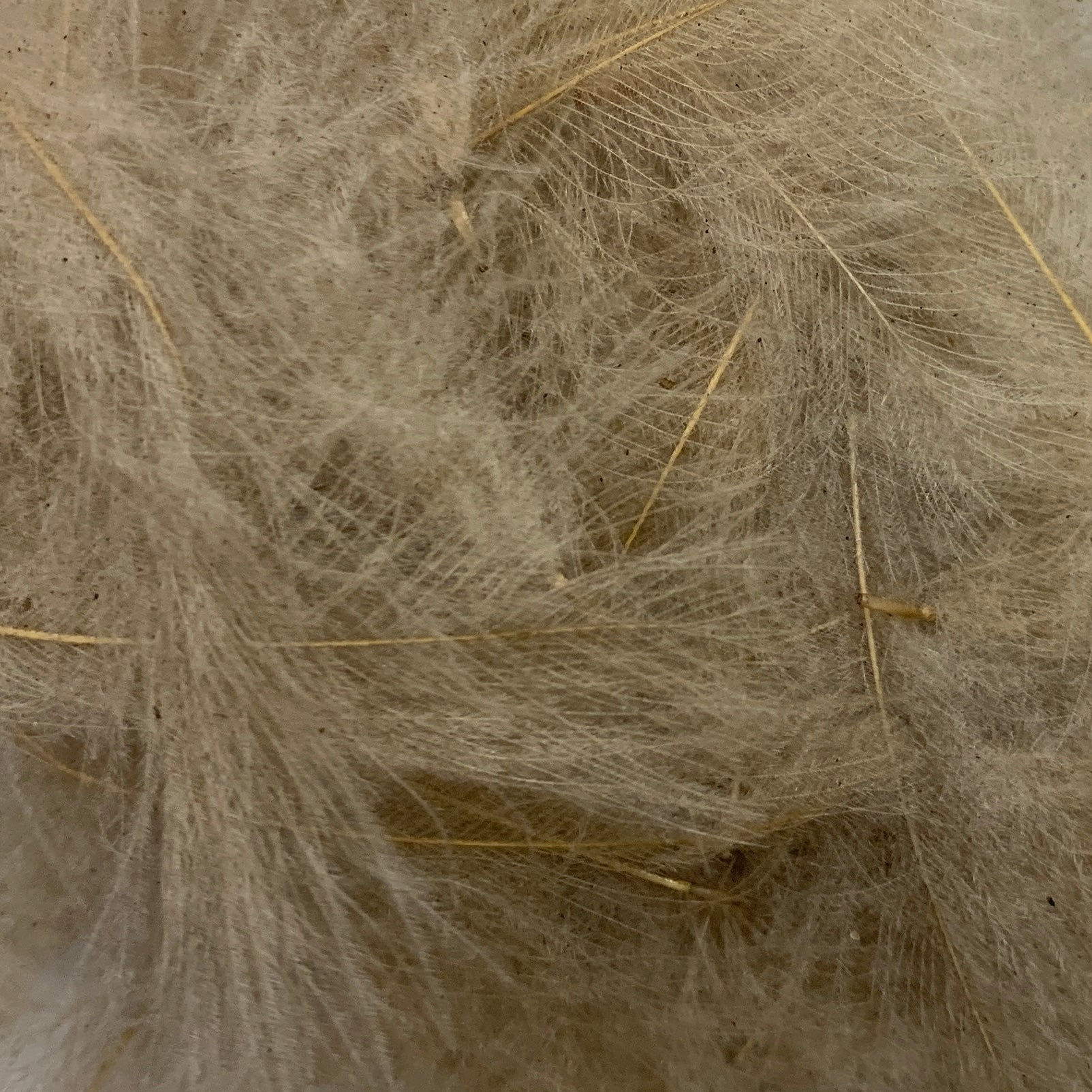 Swiss CDC Super Select Grade - Feathers & Marabou - Fly Fish Food
