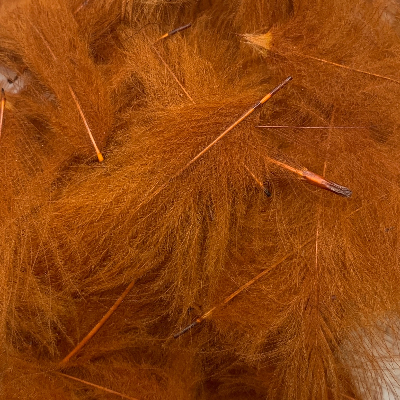 Swiss CDC Super Select Grade - Feathers & Marabou - Fly Fish Food