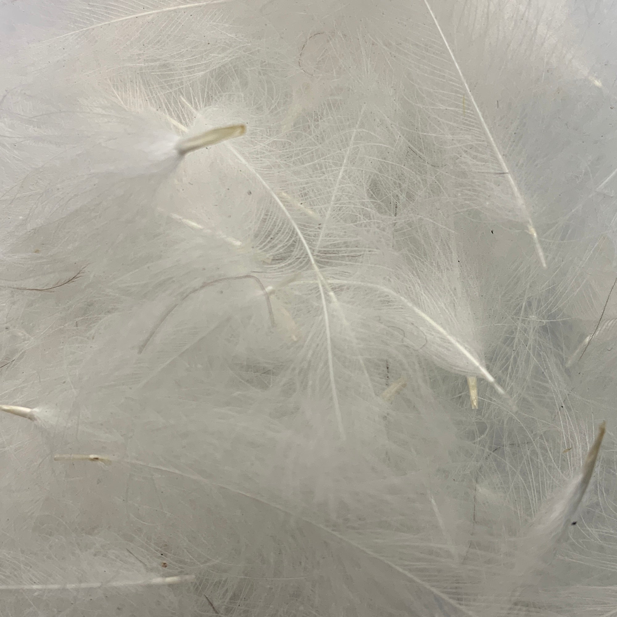 Swiss CDC Super Select Grade - Feathers & Marabou - Fly Fish Food