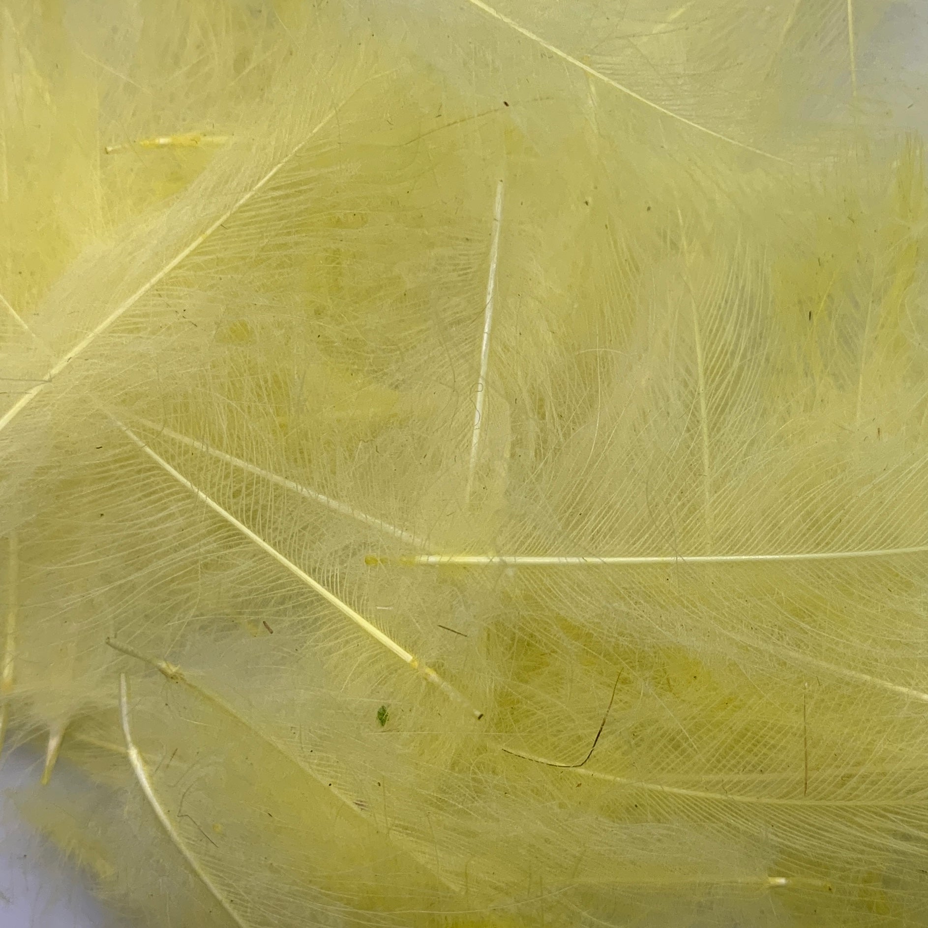 Swiss CDC Super Select Grade - Feathers & Marabou - Fly Fish Food