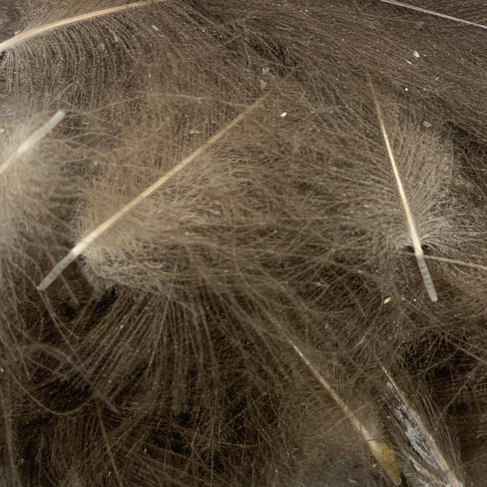 Swiss CDC Ultra Select XL Grade - Feathers & Marabou - Fly Fish Food