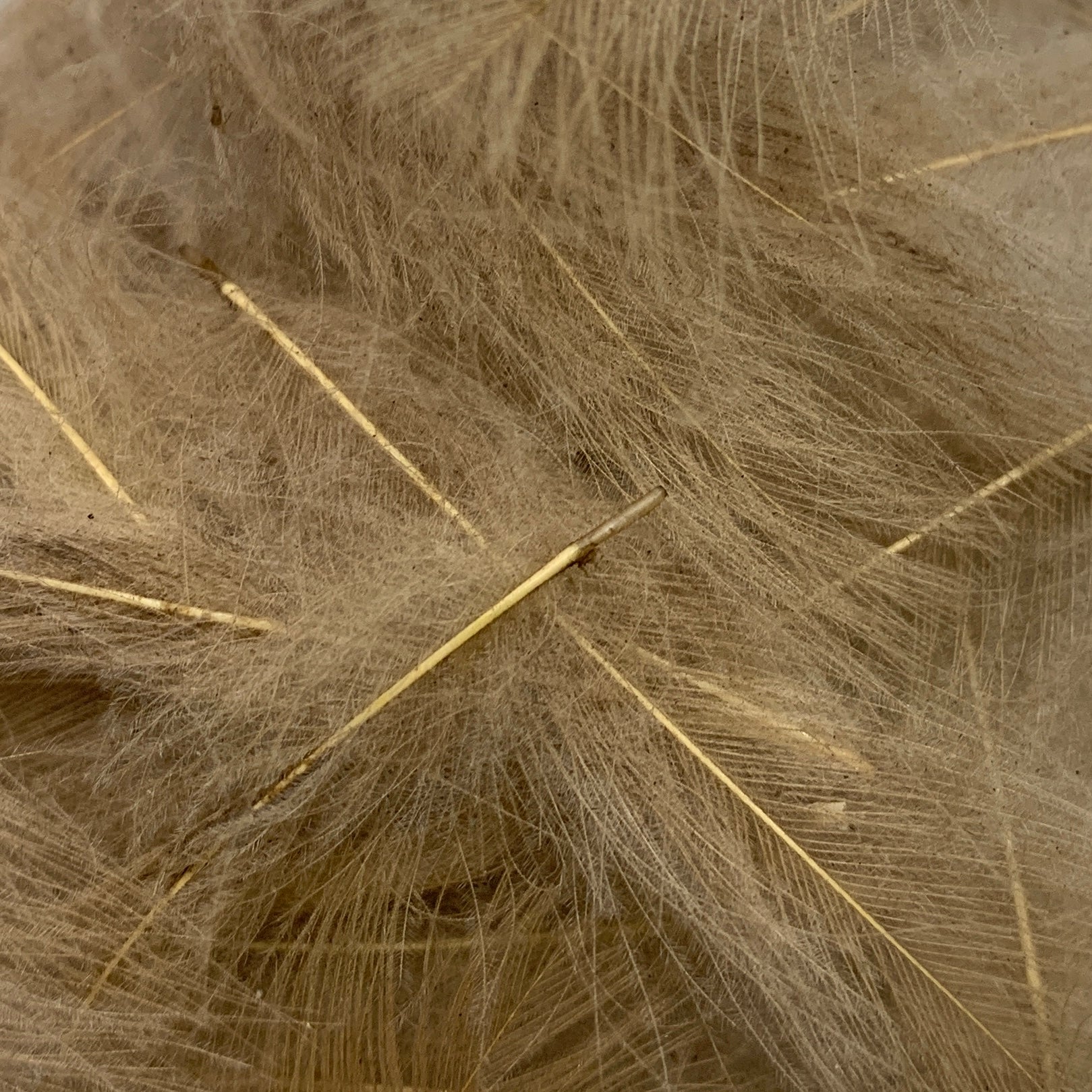 Swiss CDC Ultra Select XL Grade - Feathers & Marabou - Fly Fish Food