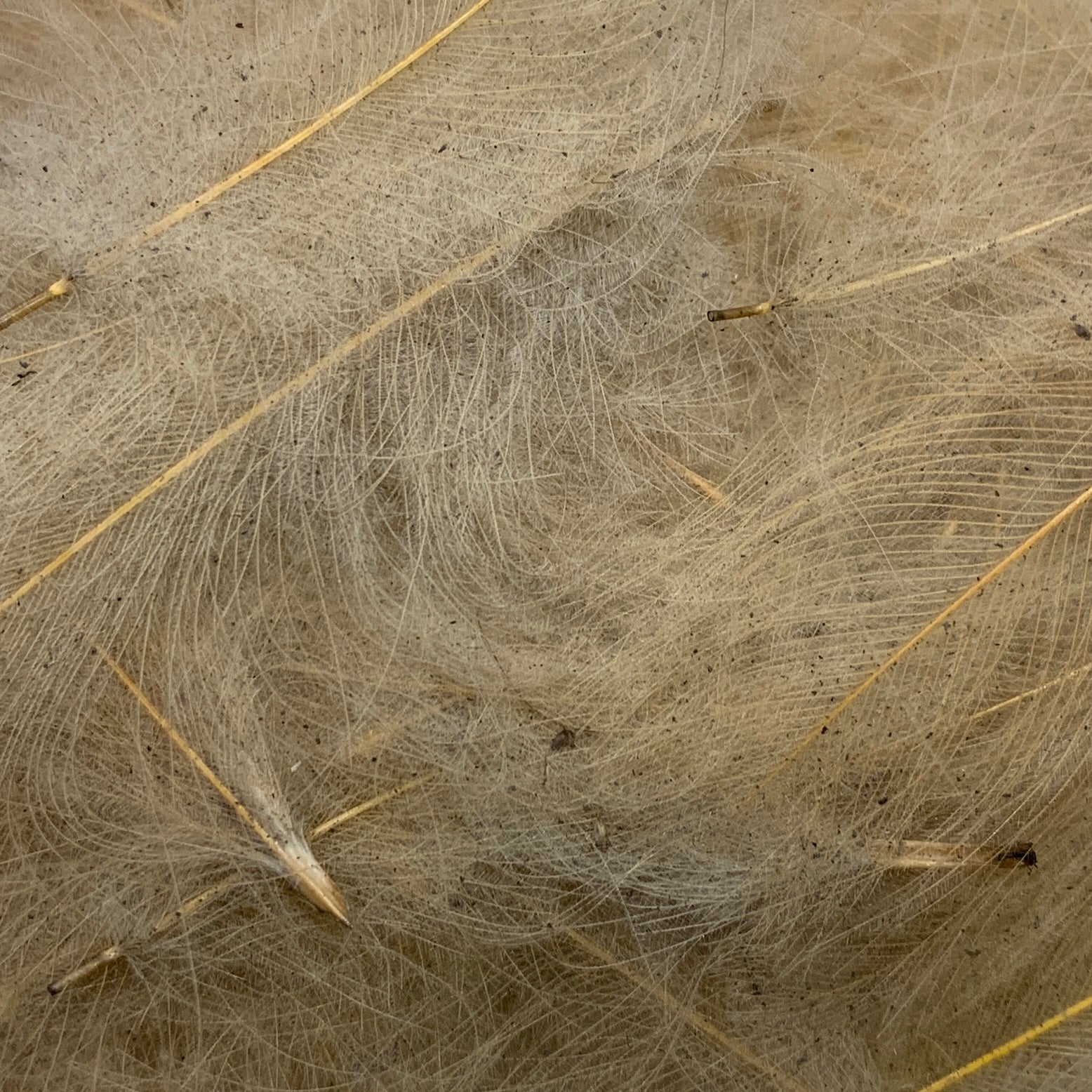 Swiss CDC Ultra Select XL Grade - Feathers & Marabou - Fly Fish Food