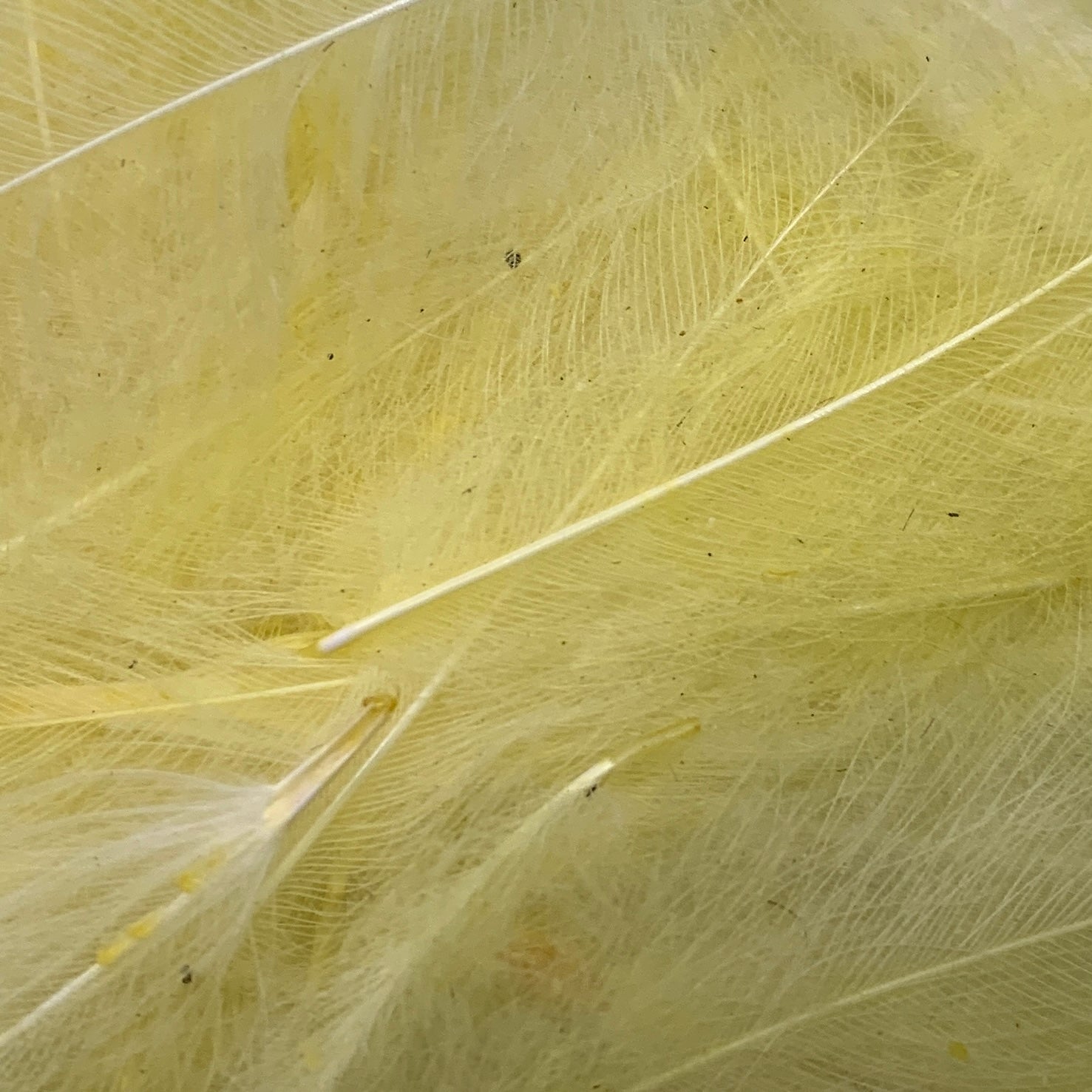 Swiss CDC Ultra Select XL Grade - Feathers & Marabou - Fly Fish Food