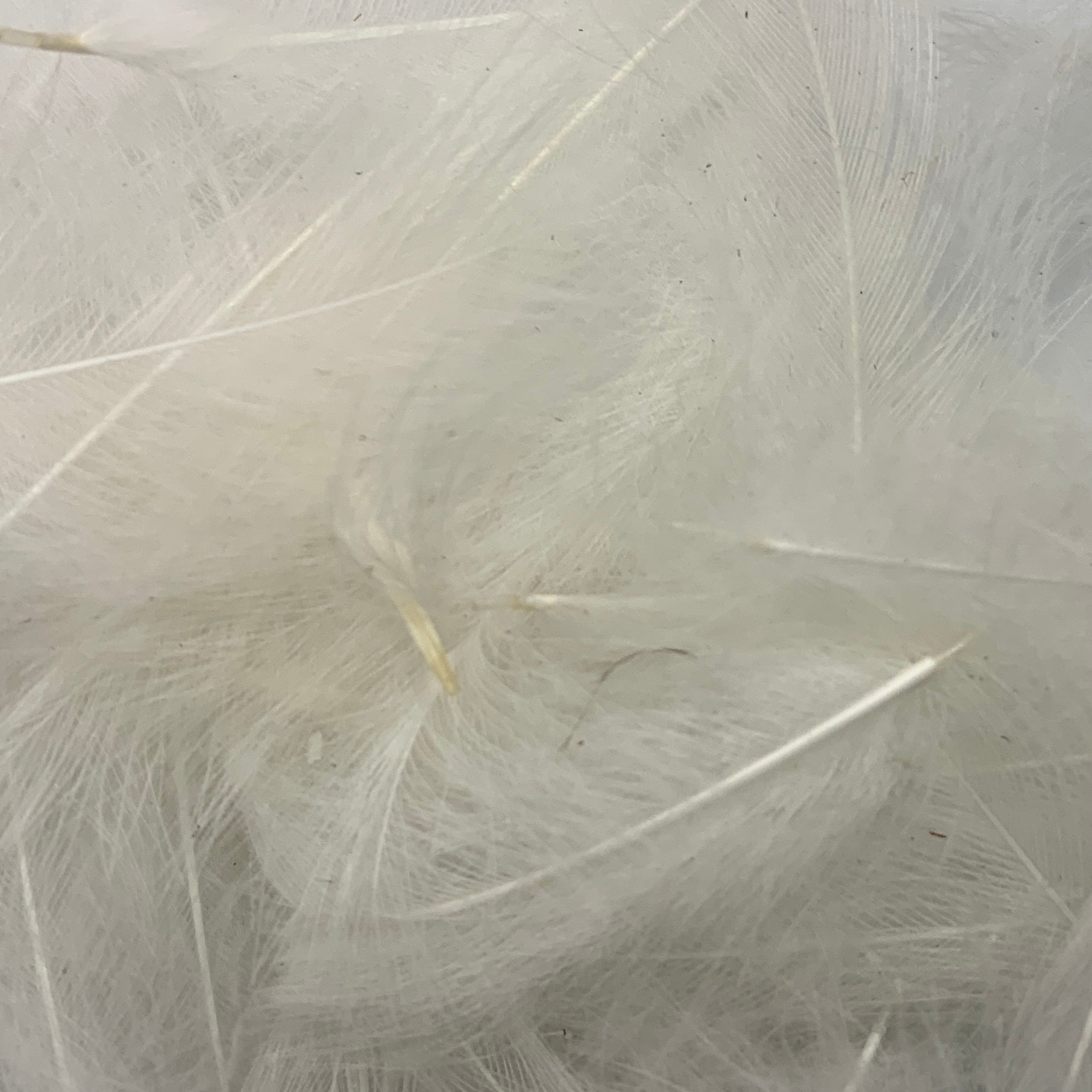 Swiss CDC Ultra Select XL Grade - Feathers & Marabou - Fly Fish Food