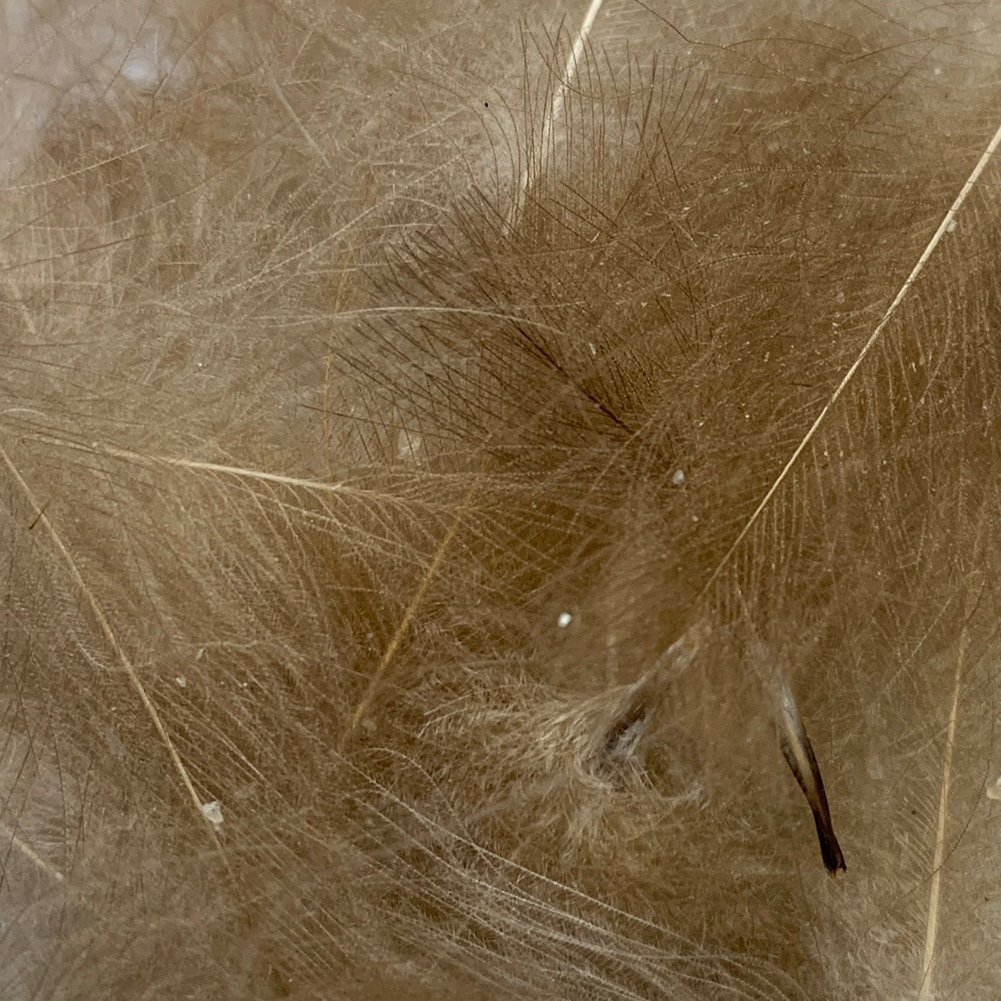 Swiss CDC Super Select Grade - Feathers & Marabou - Fly Fish Food