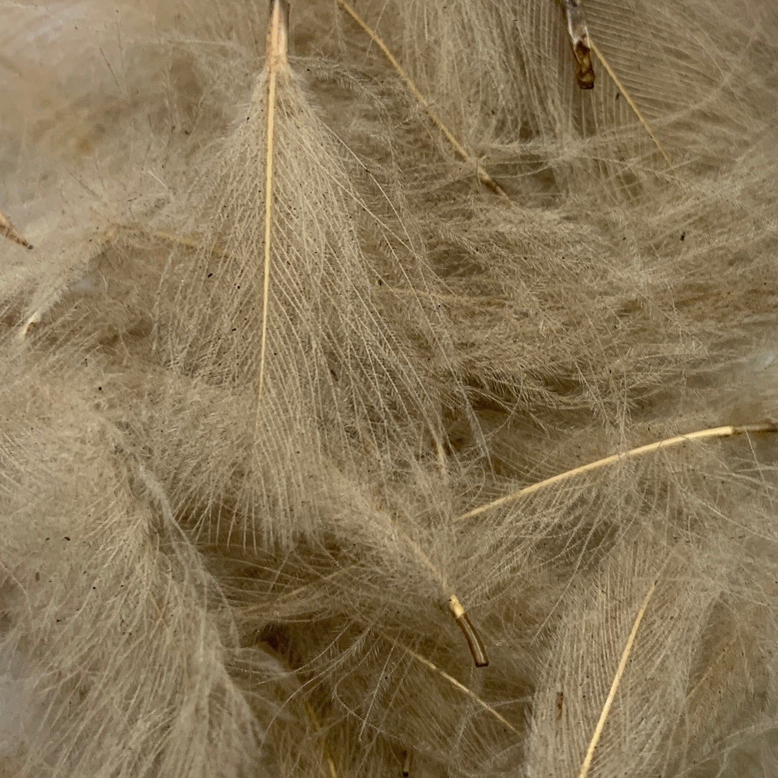 Swiss CDC Super Select Grade - Feathers & Marabou - Fly Fish Food