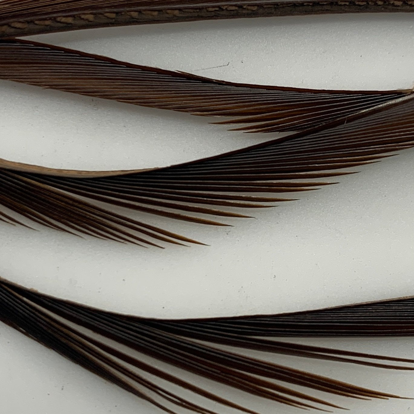 Stripped Goose Biots - Feathers & Marabou - Fly Fish Food