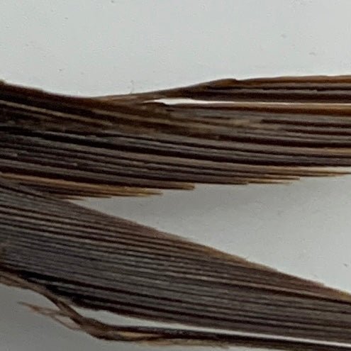 Stripped Goose Biots - Feathers & Marabou - Fly Fish Food