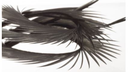 Semperfli Inferno Goose Biots - Feathers & Marabou - Fly Fish Food