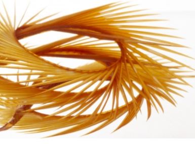 Semperfli Inferno Goose Biots - Feathers & Marabou - Fly Fish Food