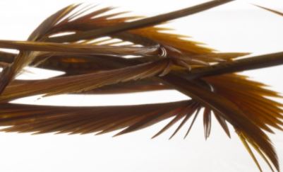 Semperfli Inferno Goose Biots - Feathers & Marabou - Fly Fish Food