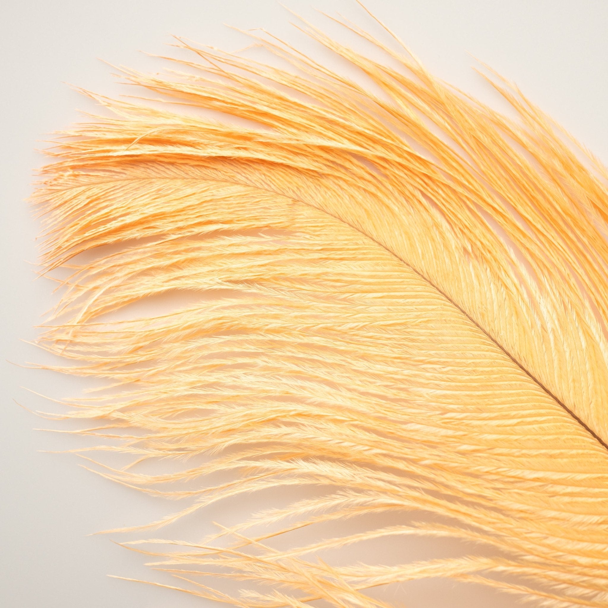 Ostrich Herl - Feathers & Marabou - Fly Fish Food