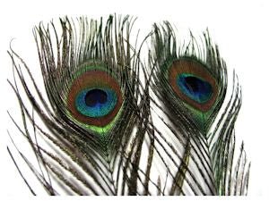 Peacock Eye Sticks - Feathers & Marabou - Fly Fish Food